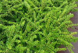 Lonicera nitida 'Maigrün' (= L. ligustrina var. yunnanensis 'Maigrün', L. nitida 'Maygreen', L. nitida 'May Queen') - kosteničevje