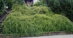 Stephanandra-incisa-Crispa 1.JPG