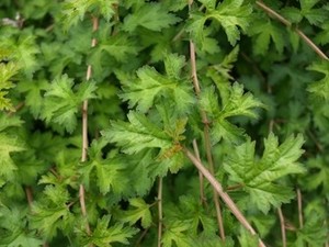 Stephanandra incisa Crispa 1.jpg