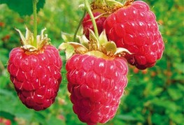 Rubus idaeus 'Glen Ample' - malina