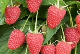 Rubus idaeus 'Polka' - malina