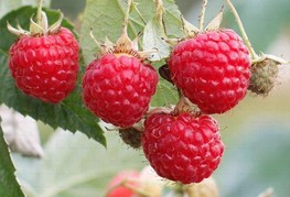 Rubus idaeus 'Amira®' - malina