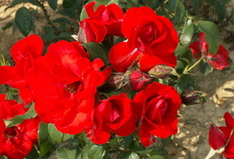 Rosa 'Satchmo' - vrtnica
