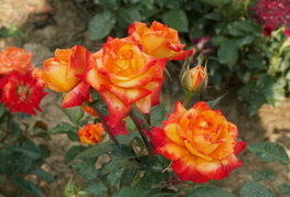 Rosa 'Samba' - vrtnica