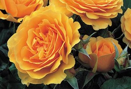 Rosa 'Amber Queen' (= R. 'Harroony') - vrtnica