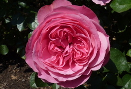 Rosa 'Leonardo da Vinci' - vrtnica
