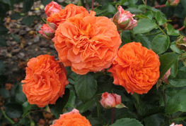 Rosa 'Orangerie' - vrtnica