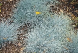 Festuca glauca 'Azurit' - bilnica