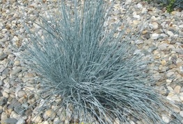 Festuca glauca 'Silver Laufer' - bilnica