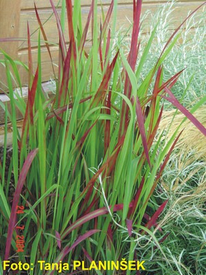 Imperata cylindrica Red Baron.jpg