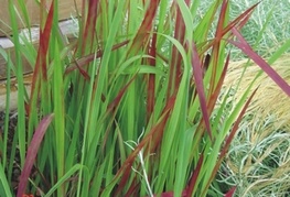 Imperata cylindrica 'Red Baron' - imperata, japonska krvava trava