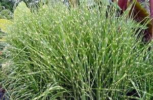 Miscanthus sinensis Zebrinus.jpg