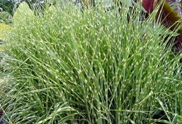 Miscanthus sinensis 'Zebrinus' - miskant, kitajski trstikovec