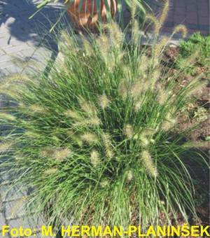Pennisetum alopecuroides.jpg