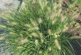 Pennisetum alopecuroides - perjanka