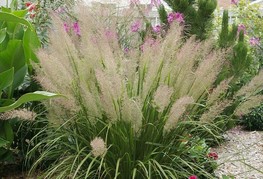 Calamagrostis brachytrichia - kratkodlaka šašulica