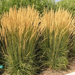 Calamagrostis-x-acutiflora-Karl-Foerster.jpg
