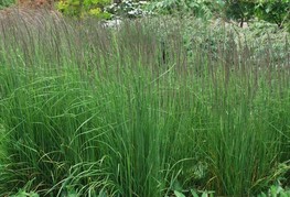 Calamagrostis x acutiflora 'Karl Foerster' (= C. x acutiflora 'Stricta') - ostrocvetna šašulica