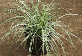 Carex conica 'Snowline' - šaš