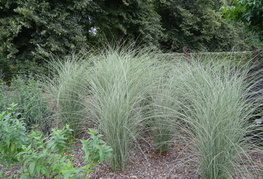 Miscanthus sinensis 'Morning Light' - miskant, kitajski trstikovec