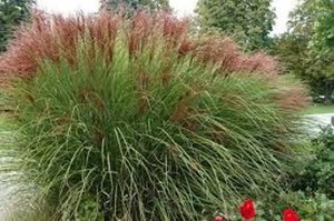 Miscanthus-sinensis-Gracillimus 1.jpg