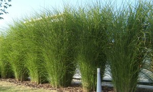 Miscanthus-sinensis-Gracillimus.jpg