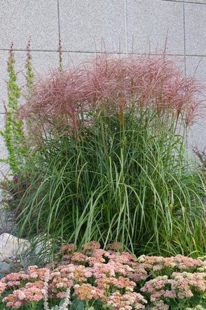Miscanthus sinensis Red Wine.jpg