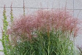 Miscanthus sinensis 'Red Wine' - miskant, kitajski trstikovec