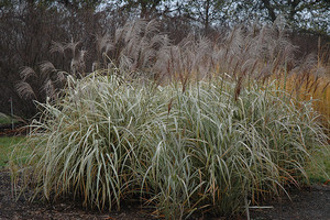 Miscanthus sinensis Silver Arrow.jpg