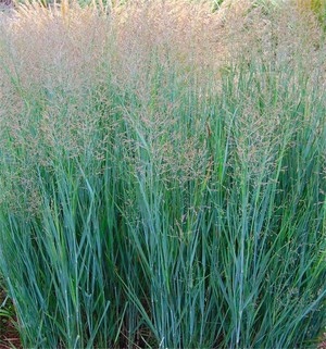 Panicum virgatu Heavy Metal.jpg