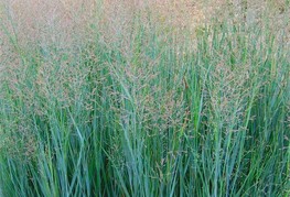 Panicum virgatum 'Heavy Metal' - proso