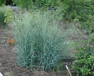 Panicum virgatum Prairie Sky.jpg