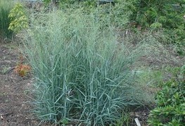 Panicum virgatum 'Prairie Sky' - proso