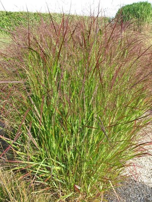 Panicum virgatum Strictum.jpg
