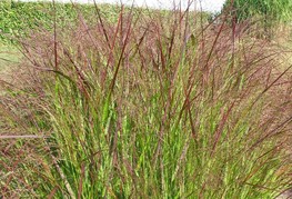 Panicum virgatum 'Strictum' - proso