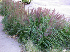 Pennisetum alopecuroide Moundry.jpg