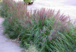 Pennisetum alopecuroides 'Moudry' - perjanka