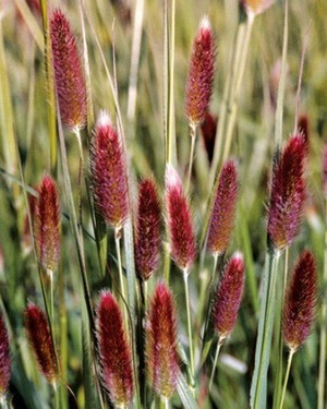 Pennisetum messiacum Red Bunny Tails.jpg