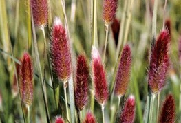 Pennisetum messiacum 'Red Bunny Tails' - perjanka