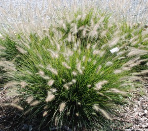 Pennisetum alopecuroides Hameln.JPG