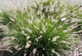 Pennisetum alopecuroides 'Hameln' - perjanka