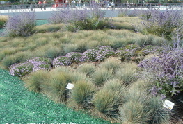 Festuca glauca - bilnica