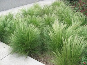 Stipa tenuissima.jpg