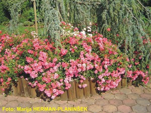 Rosa Heidetraum 1.jpg