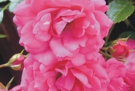 Rosa 'Heidetraum' - vrtnica