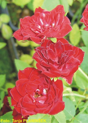 Rosa Red Cascade 1.jpg