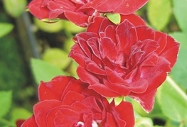Rosa 'Red Cascade' - vrtnica