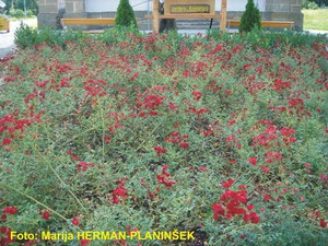 Rosa Red Cascade.jpg