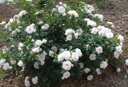 Rosa 'Aspirin' - vrtnica