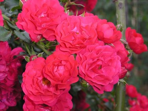 Fairy Queen (Pink The Fairy).jpg